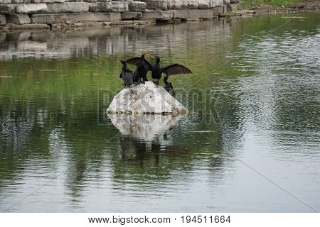 A flock of double crested cormorants (Phalacrocorax auritus) sits on a rock in a retention pond in Plainfield, Illinois during June.