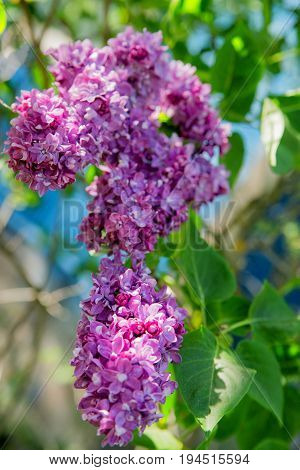 Beautiful branch of lilacs on a summer day.