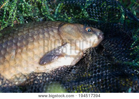 Large fish caught in fresh water by a fisherman