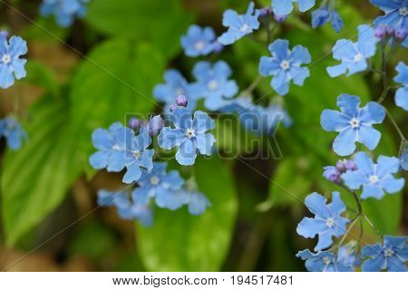 beautiful flowers of blue color on the grass