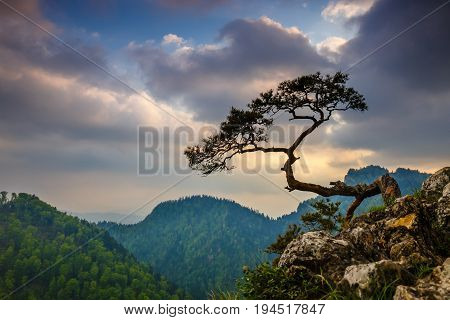 Sokolica Peak In Pieniny Mountains With A Famous Pine At The Top, Poland