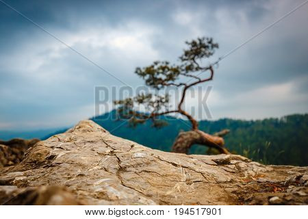 Sokolica Peak In Pieniny Mountains With A Famous Pine At The Top, Poland