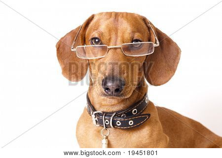สุนัข dachshund ในแก้ว