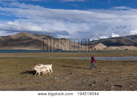 Karakul Lake China - August 15 2012: Young Uyghur sheperd girl with goats in the Karakul Lake in Northwestern China Xinjiang Province.