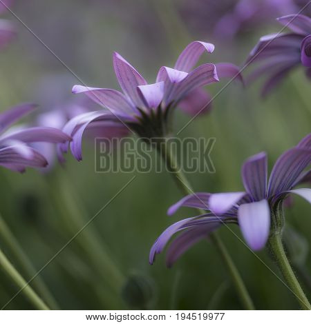Stunning Artistic Image Of African Daisy With Selective Focus Macro