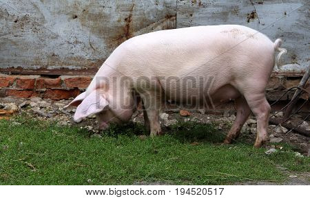 Big White Pig Digging The Ground In The Barnyard