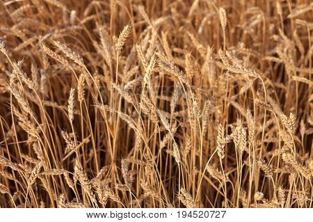 Gold Wheat Field. Background of ripening ears of meadow wheat field. harvest, agriculture, agronomics, food, production, eco concept.