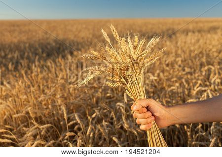 the man holding the ripened cones of wheat on background of ripening ears of meadow wheat field. empty space for the text. agriculture, agronomics, food, production, organic, harvest concept.
