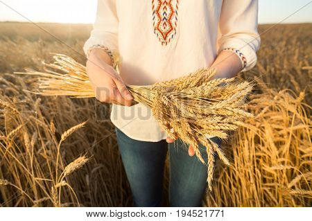 the woman in a national white shirt holding the golden ripened wheat sheaf on background of meadow wheat field. harvest, agriculture, agronomics, food, production, eco concept.