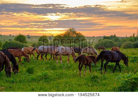 Horses are grazing in the meadow at sunset
