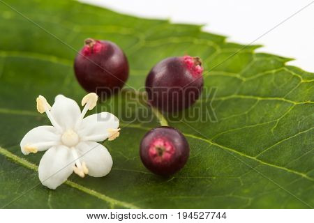 Flower, leaf and fruits of elderflower (Sambucus nigra)