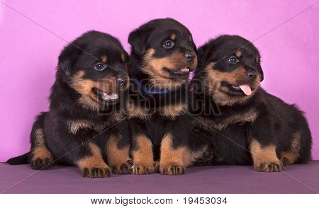 ピット ブルの子犬