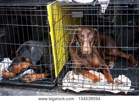 sad dogs in cages waiting for the owner