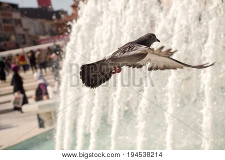 City Pigeon By The Side Of  Fountain
