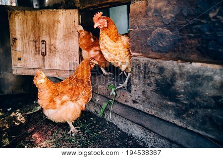 Orange chicken is in the hen-house on the background of other cocks and chickens. Concept farm for animals, rural economy.