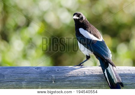 Black-Billed Magpie Perched on Wooden Fence Rail