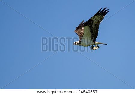 Lone Osprey Carrying a Fish While Flying in a Blue Sky