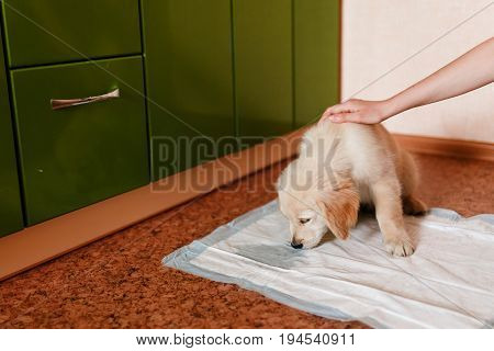puppy of the golden retriever walks to the toilet on the absorbent diaper. Concept training, training dogs cine.