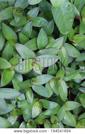 Bamboo grass water or TRADES-CANTIA FLUMINENSIS is a thick crowded