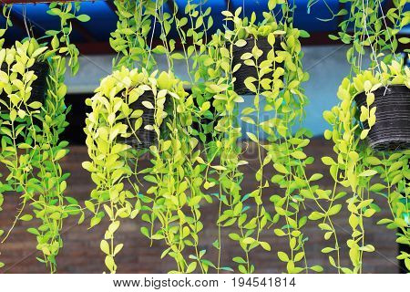 Dischidia nummularia Variegata hung beautifully decorated on steel rail