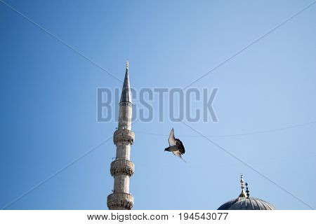 Pigeon Flying In Air