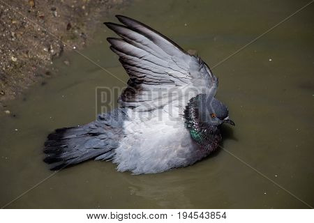 City Pigeons Bath In Muddy Water
