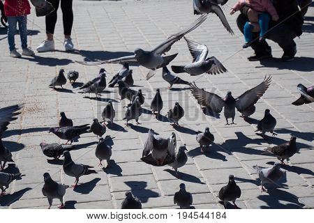 Pigeons On A Stone Pavement In The View