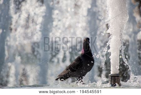 City Pigeon By The Side Of  Fountain