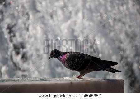 City Pigeon By The Side Of  Fountain