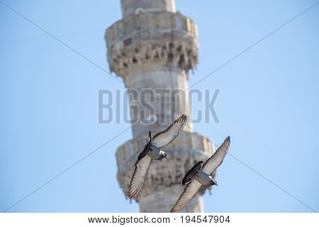 Twin Pigeons Flying In  Air