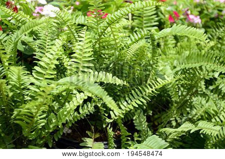 Green garden background of Fishbone Fern or Sword Fern (Nephrolepis cordifolia (L.) Presl.)