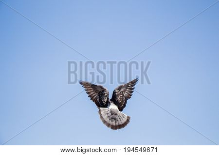 Single Pigeon Flying In  Air