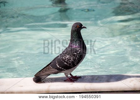 City Pigeon By The Side Of  Fountain