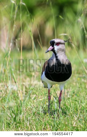 Southern Lapwing Vanellus Chilensis