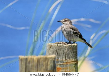 Fuscous Flycatcher Cnemotriccus Fuscatus Sitting On A Wooden P