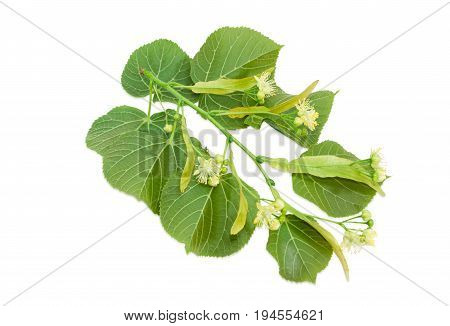 Branch of the flowering linden with leaves flowers and buds on a light background