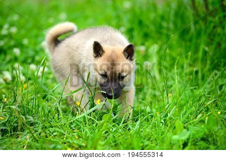 A Beautiful Siberian Laika Puppy On The Grass