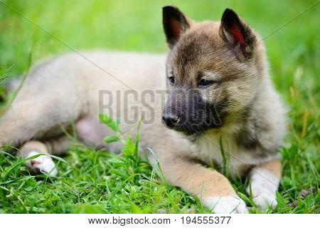 Portrait Of Cute Siberian Laika Lying Down On The Grass