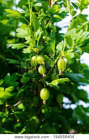 Ripe fruits of gooseberry (Ribes uva-crispa Ribes grossularia) on twig in garden.