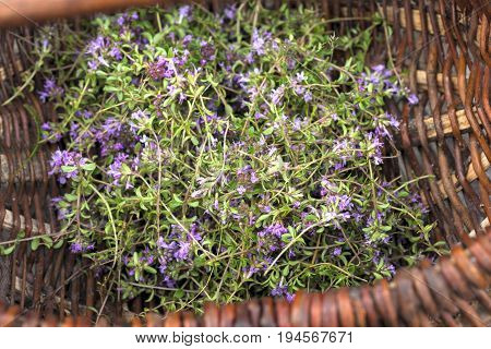 Alternative Medicine.thyme And Medical Ampoules. Essential Oils