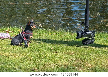 Chihuahua cleaved by a sword poses quietly for the camera on The Elf Fantasy Fair (Elfia) an outdoor fantasy event in the Netherlands.