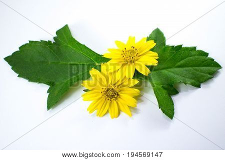 Closeup Singapore Daisy Flower With White Background