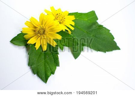 Closeup Singapore Daisy Flower With White Background