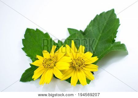 Closeup Singapore Daisy Flower With White Background