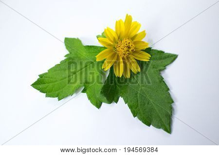 Closeup Singapore Daisy Flower With White Background