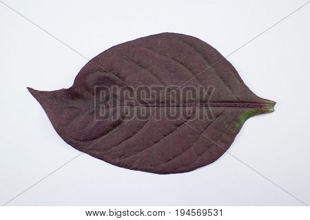 Red Leaf Of Red Ivy Or Red Flame Ivy Or Hemigraphis Alternata