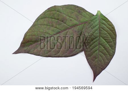 Red Leaf Of Red Ivy Or Red Flame Ivy Or Hemigraphis Alternata