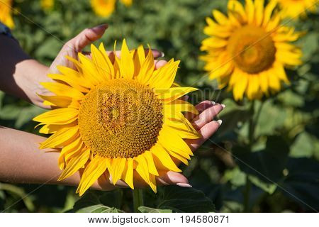 Sunflowers grow in the field, close-up, front view