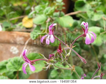 South African geranium with flowers, Pelargonium sidoides