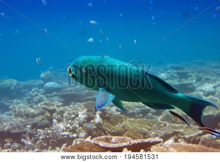 parrotfish (scarus ) over a coral reef the Indian Ocean